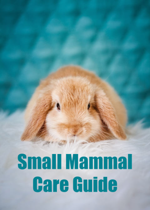 Small Mammal Care Guide